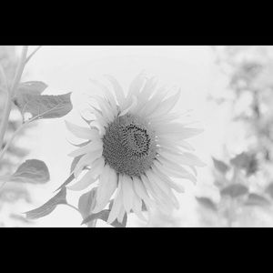 Meet your Posher, Alison